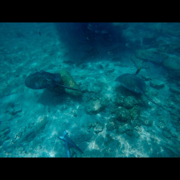 Meet your Posher, Melissa - Picture 1 of 1